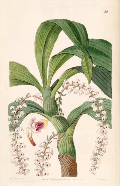 Eria polyura by Miss Drake